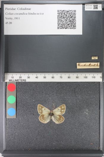 Media type: image;   Entomology 125341